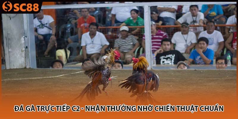 Đá Gà Trực Tiếp C2 - Nhận Thưởng Nhờ Chiến Thuật Chuẩn