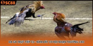 Đá Gà Trực Tiếp C3 - Nắm Bắt Cơ Hội Nhận Thưởng Cao