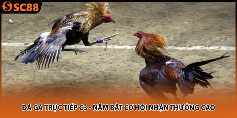 Đá Gà Trực Tiếp C3 - Nắm Bắt Cơ Hội Nhận Thưởng Cao